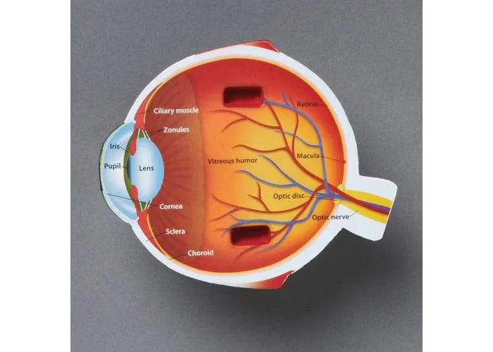 Cross-Section Eye Model