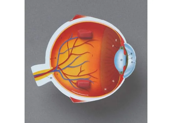Cross-Section Eye Model