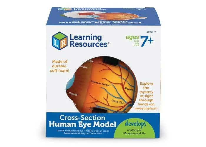 Cross-Section Eye Model