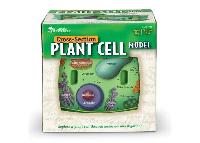 Cross-Section Plant Cell Model