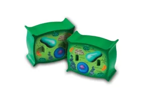 Cross-Section Plant Cell Model