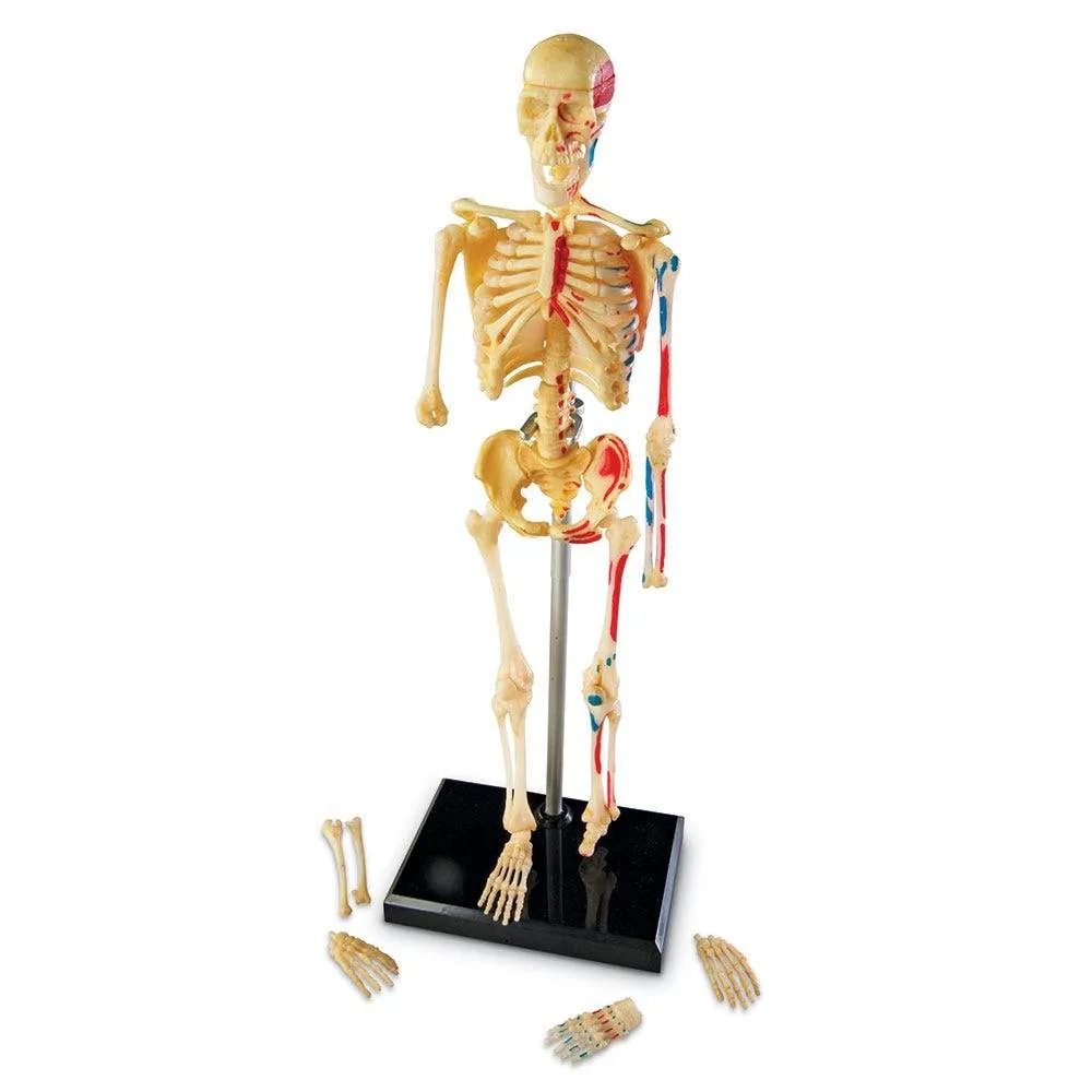 Human Skeleton Model