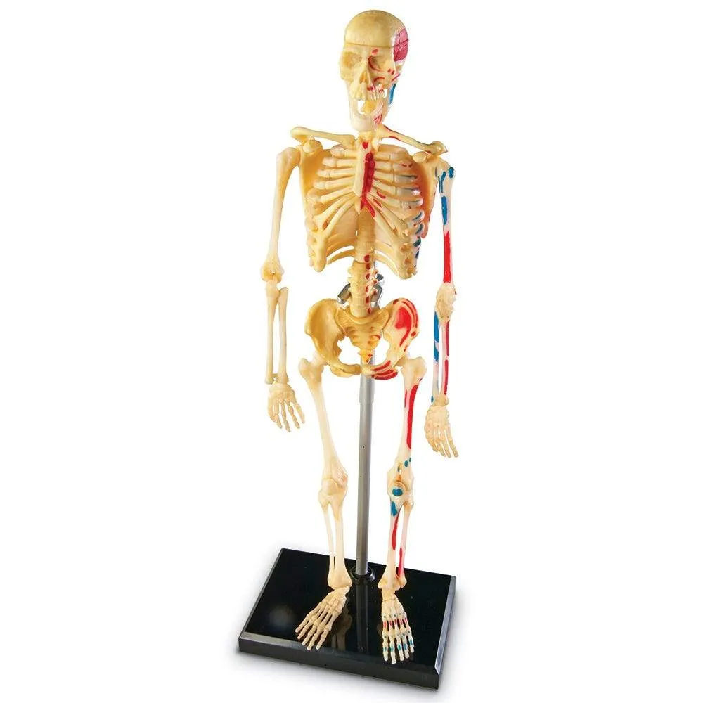 Human Skeleton Model