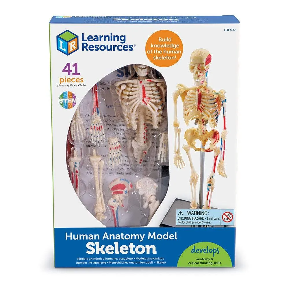 Human Skeleton Model