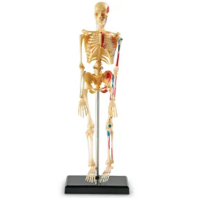 Human Skeleton Model