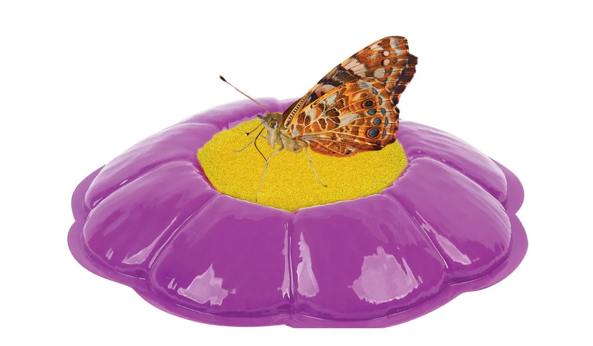 Insect Lore Butterfly Garden with Voucher