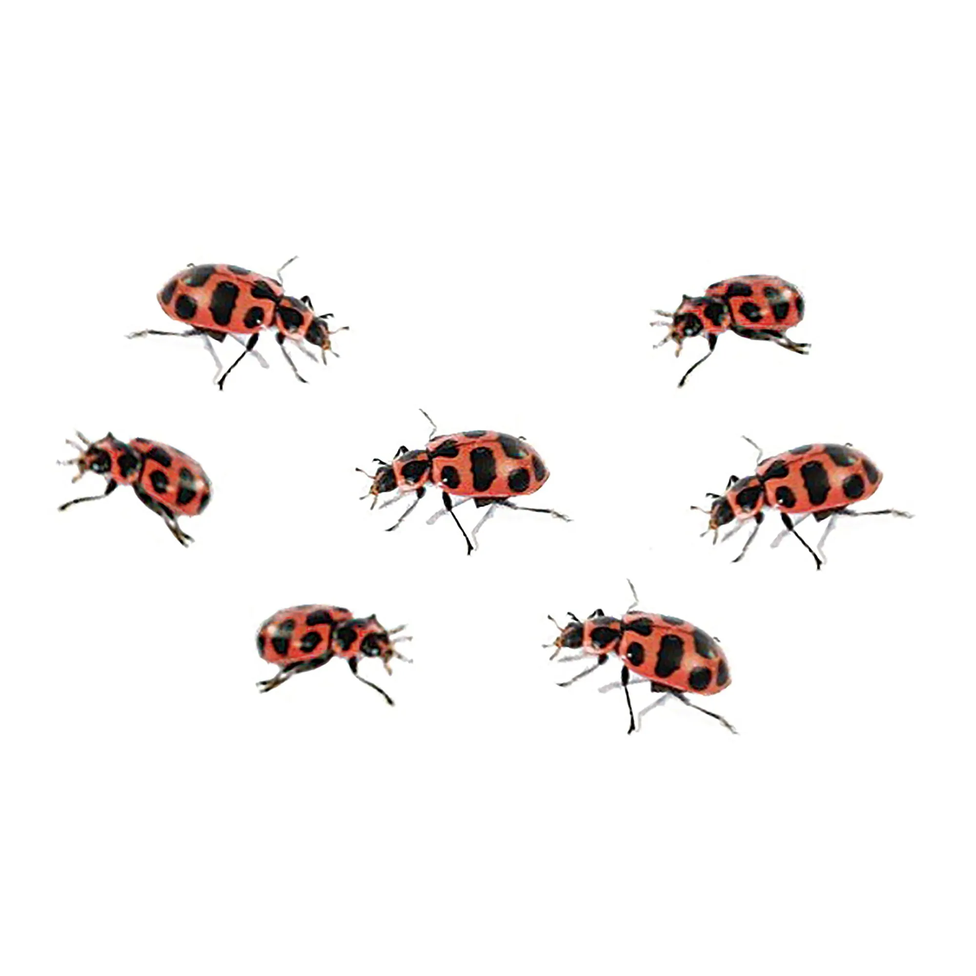 Insect Lore Ladybug Growing Kit with ONE Tube of Live Ladybug Larvae and STEM Journal