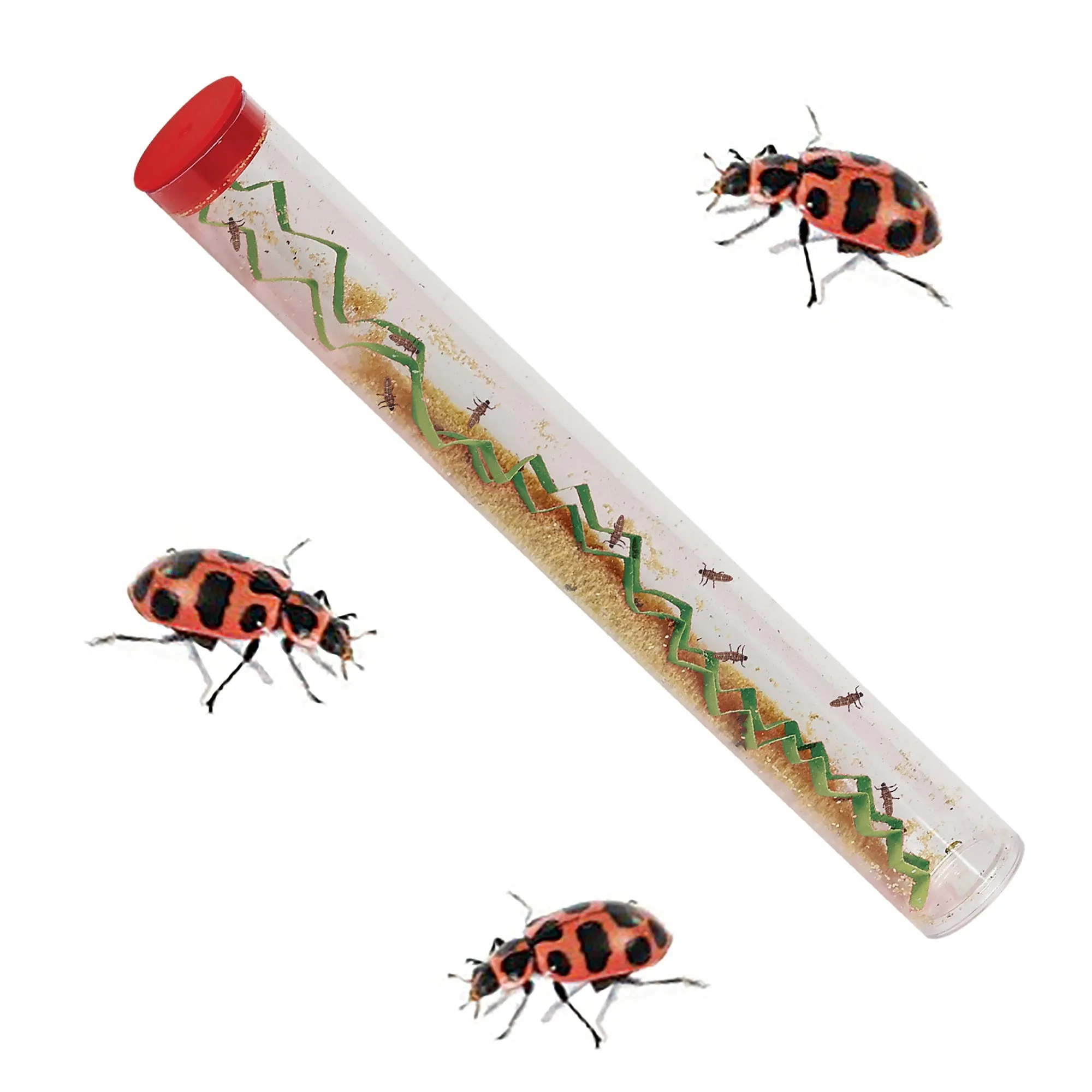 Insect Lore Ladybug Growing Kit with ONE Tube of Live Ladybug Larvae and STEM Journal
