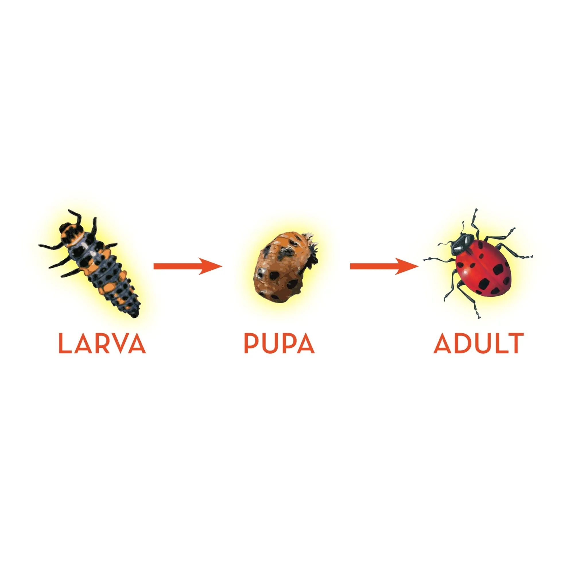 LIVE Ladybug Larvae Refill Kit with STEM Journal and Life Cycle Stages