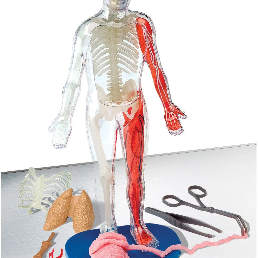 Squishy Human Body by Smart Lab