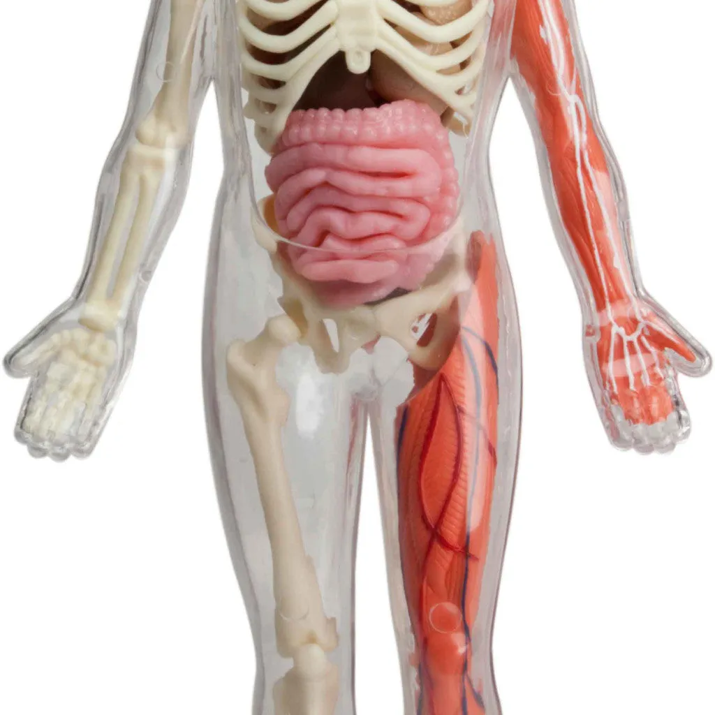 Squishy Human Body by Smart Lab